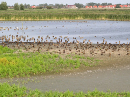 Vogelausguck Pilsum / Leuchtturm Pilsum